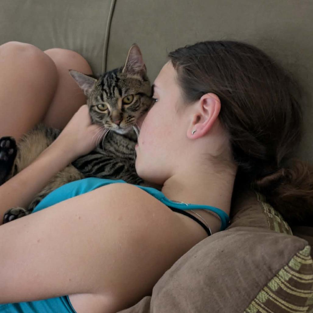 Enlarge Chad Michael Purray, a Adoptable Domestic Short Hair in Jarrettsville, MD image 6/6