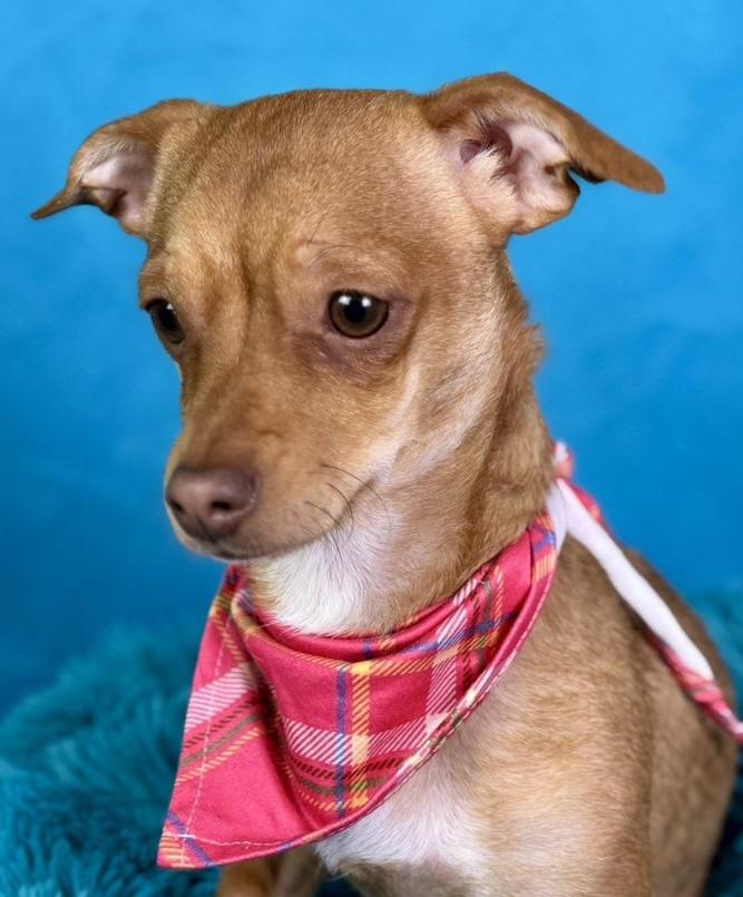 Magpie - Friendly Happy Girl