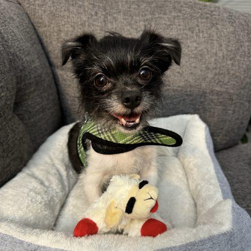 Bella, Adoptable, Adult Female Chihuahua & Terrier.