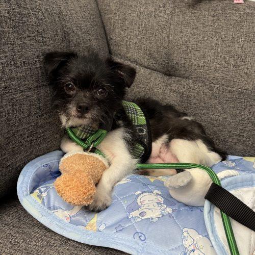 Enlarge Bella, a Adoptable mixed breed in Verona, NJ image 2/4
