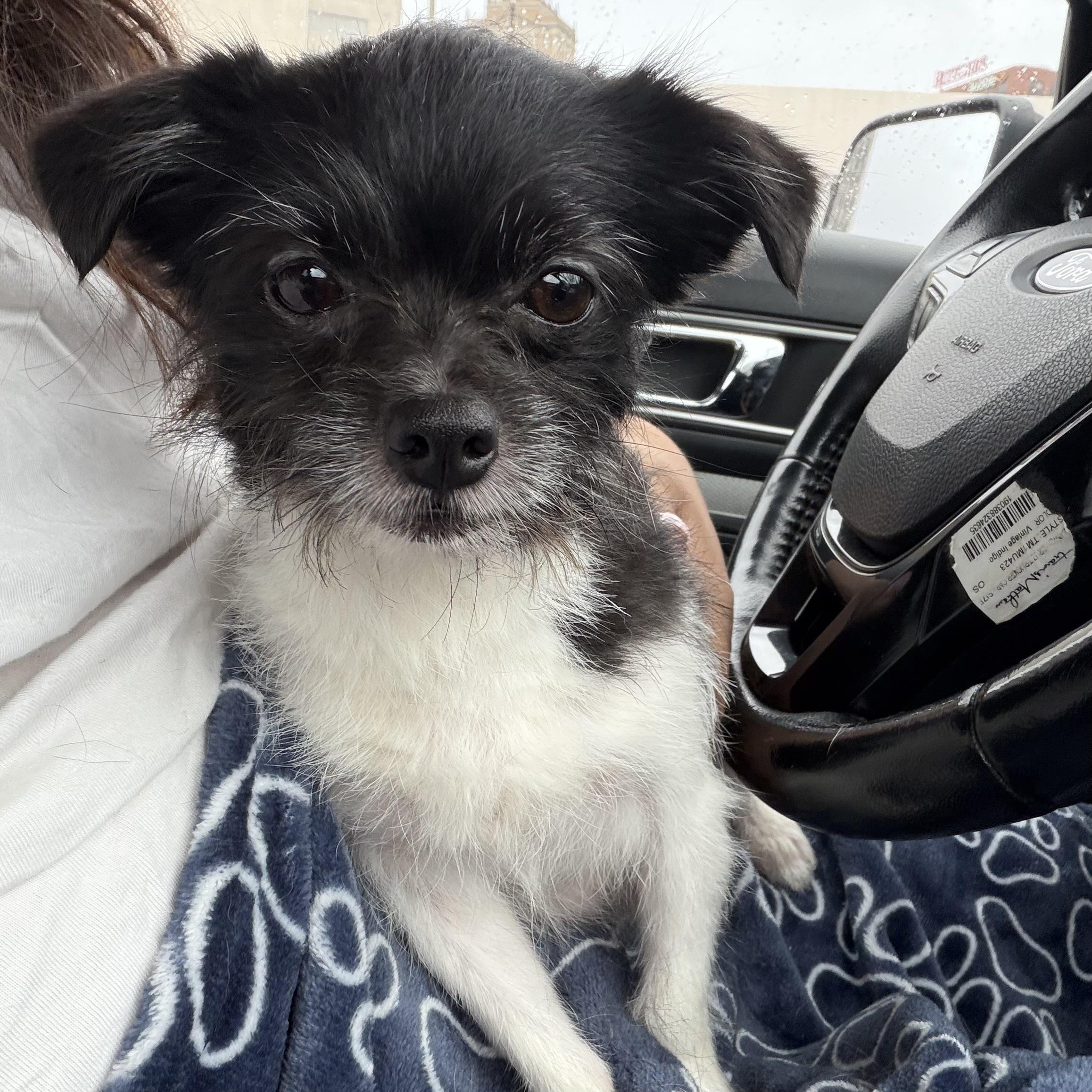 Enlarge Bella, a Adoptable mixed breed in Verona, NJ image 3/4