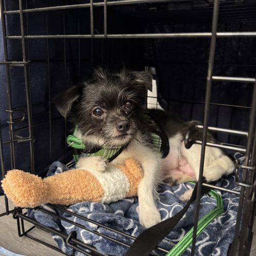 Enlarge Bella, a Adoptable mixed breed in Verona, NJ image 4/4