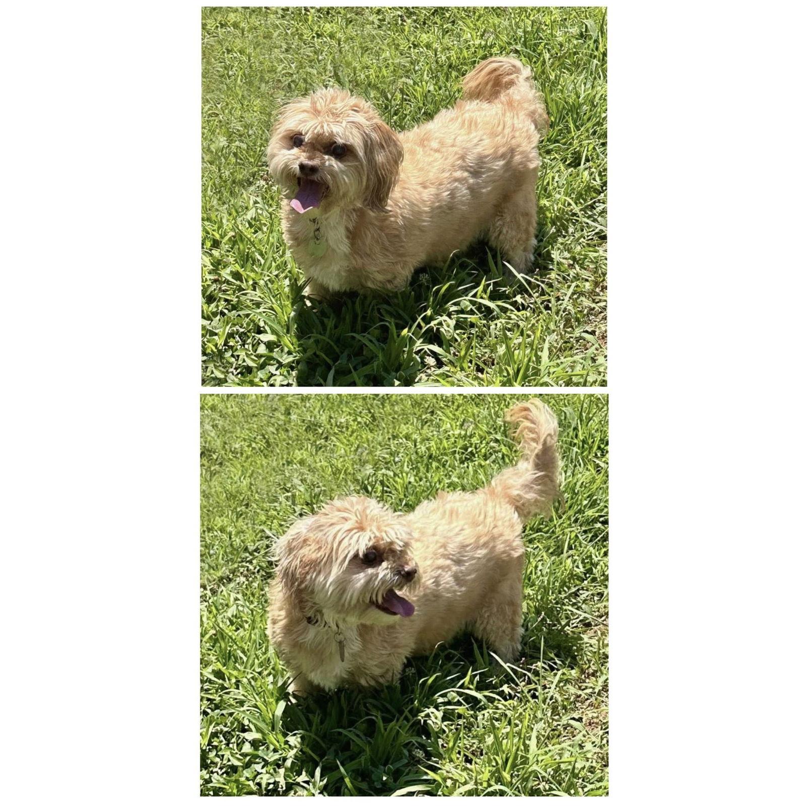 Bella, Adoptable, Senior Female Shih Tzu.