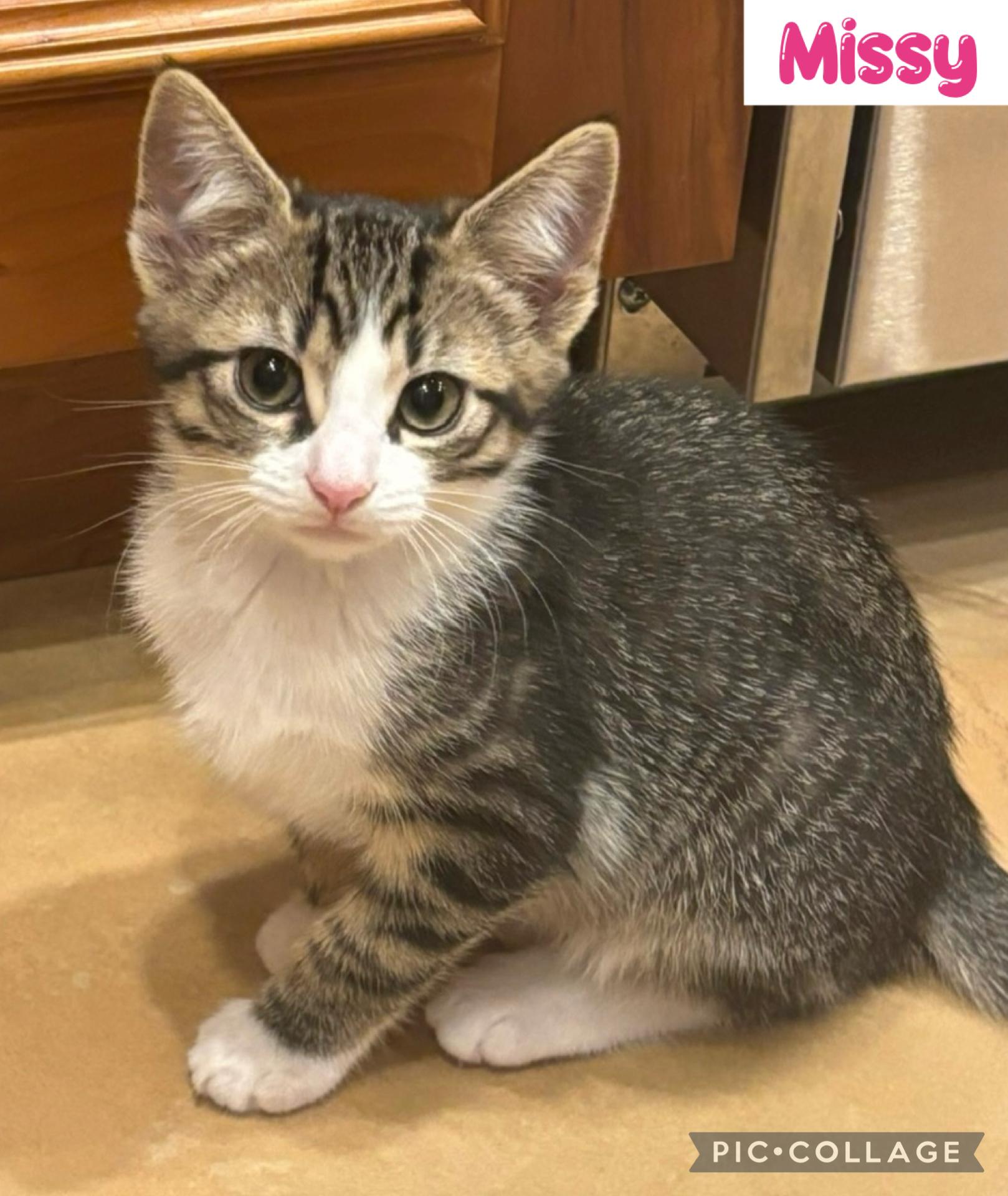 Missy, ADOPTABLE, Kitten Female Domestic Short Hair.