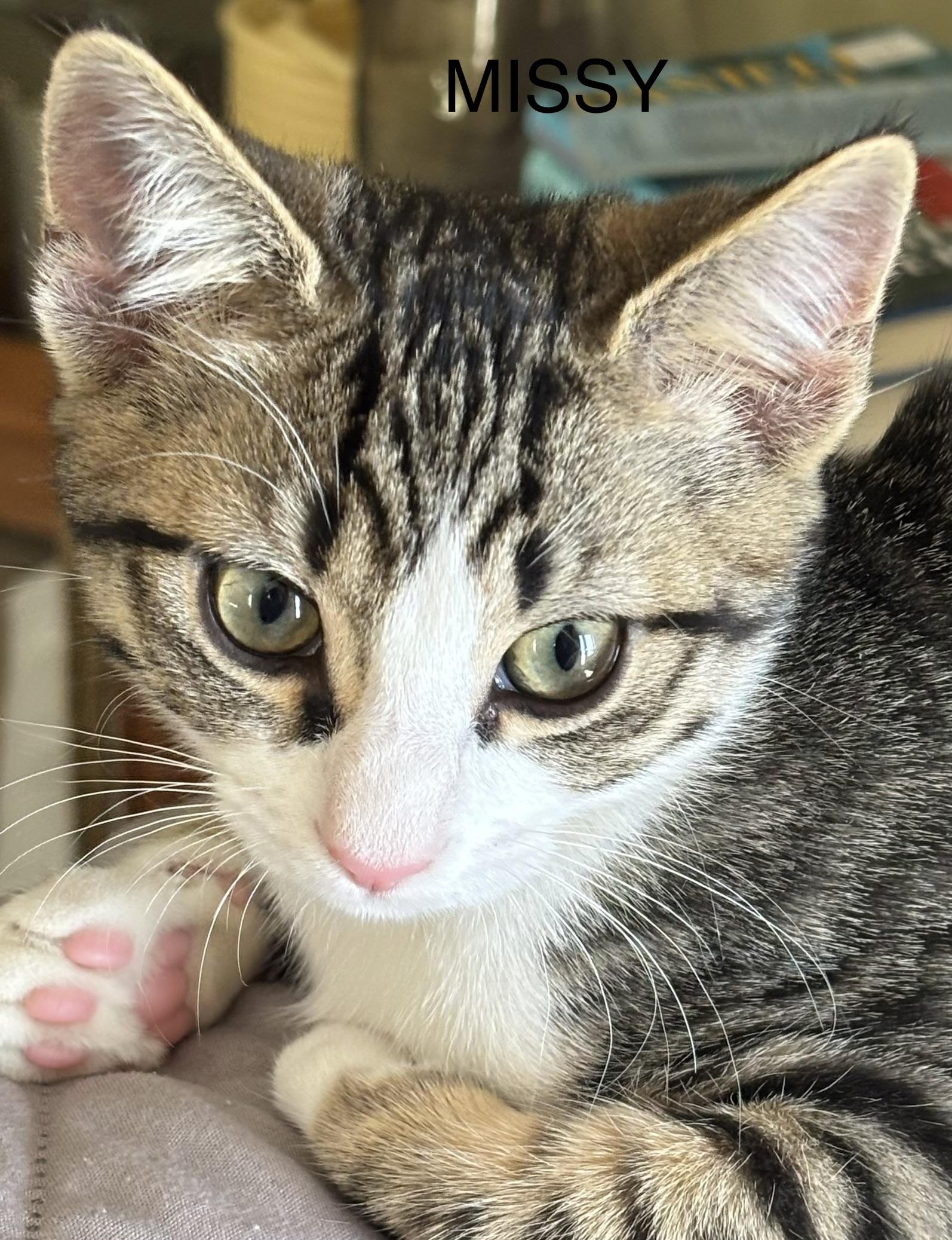 Enlarge Missy, a ADOPTABLE Domestic Short Hair in Allentown, NJ image 2/2