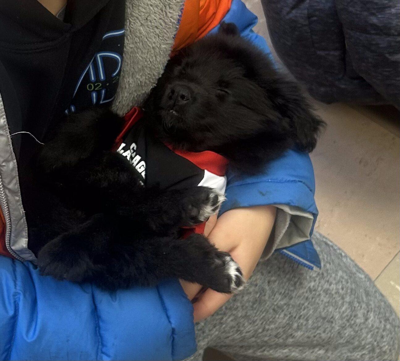 #217 Velvet, Adoptable, Puppy Female Black Labrador Retriever & Newfoundland Dog.