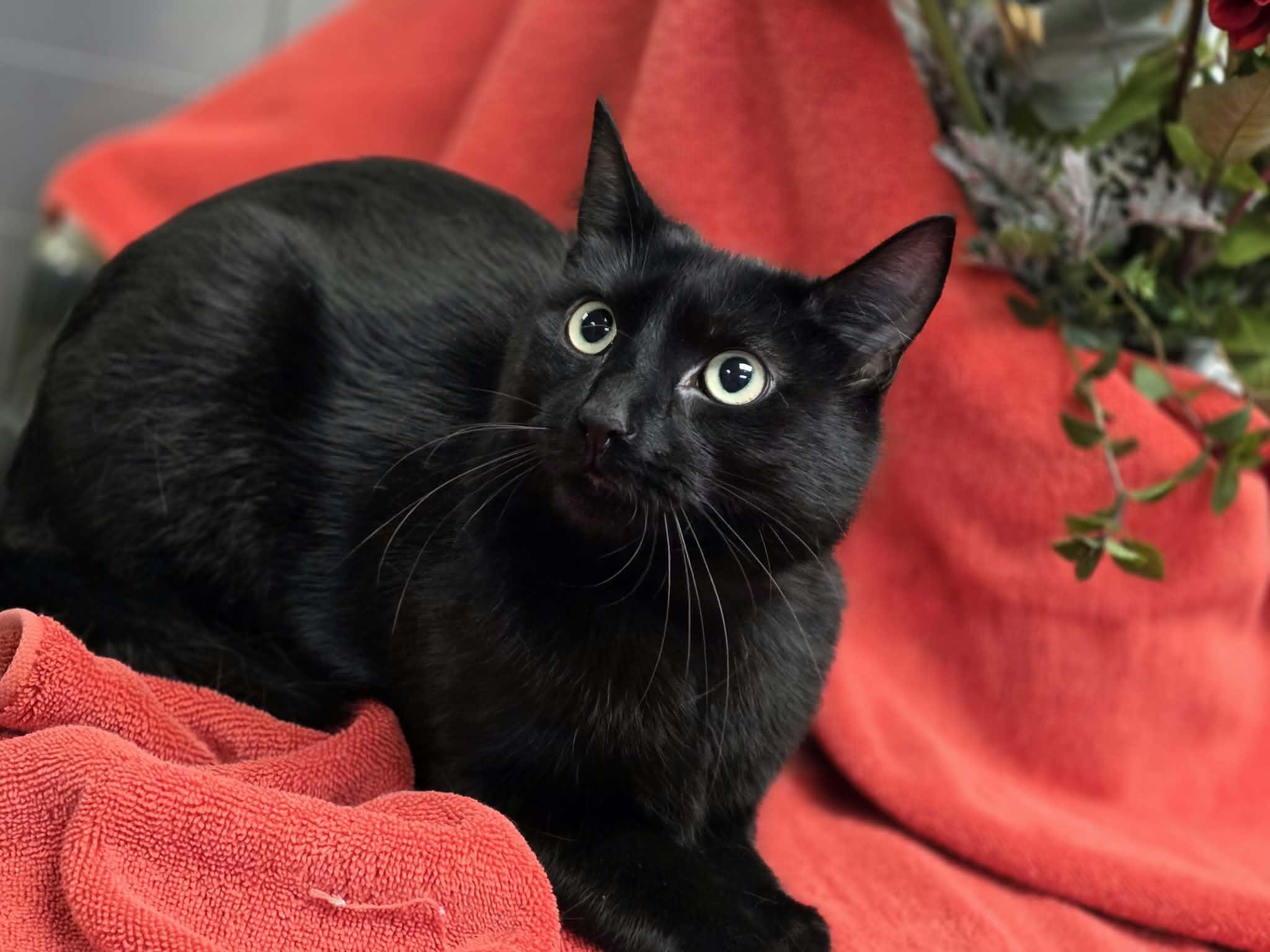 Enlarge Scream, a Adopted Domestic Short Hair in Merrillville, IN image 3/5