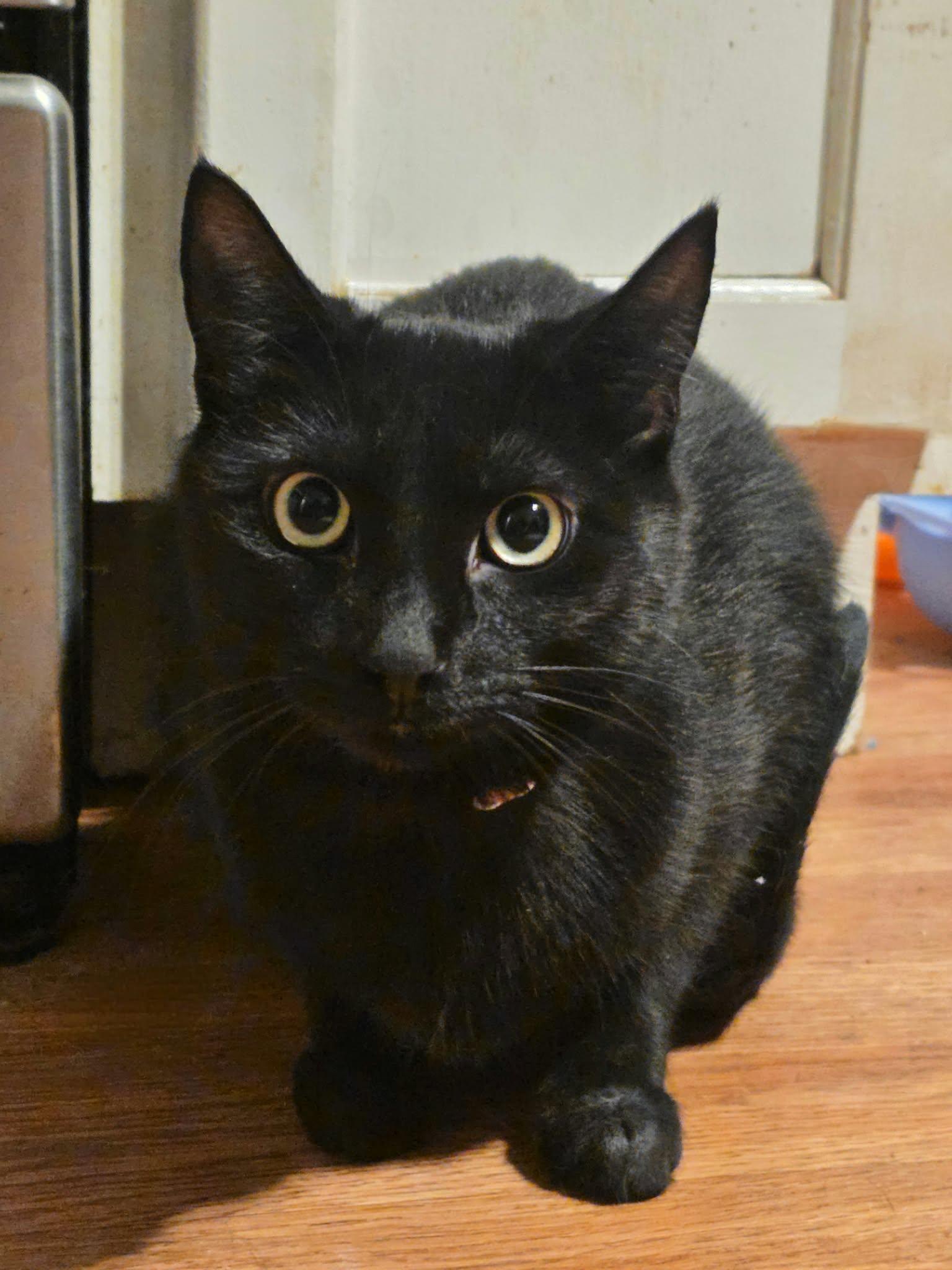 Enlarge Scream, a Adopted Domestic Short Hair in Merrillville, IN image 1/5