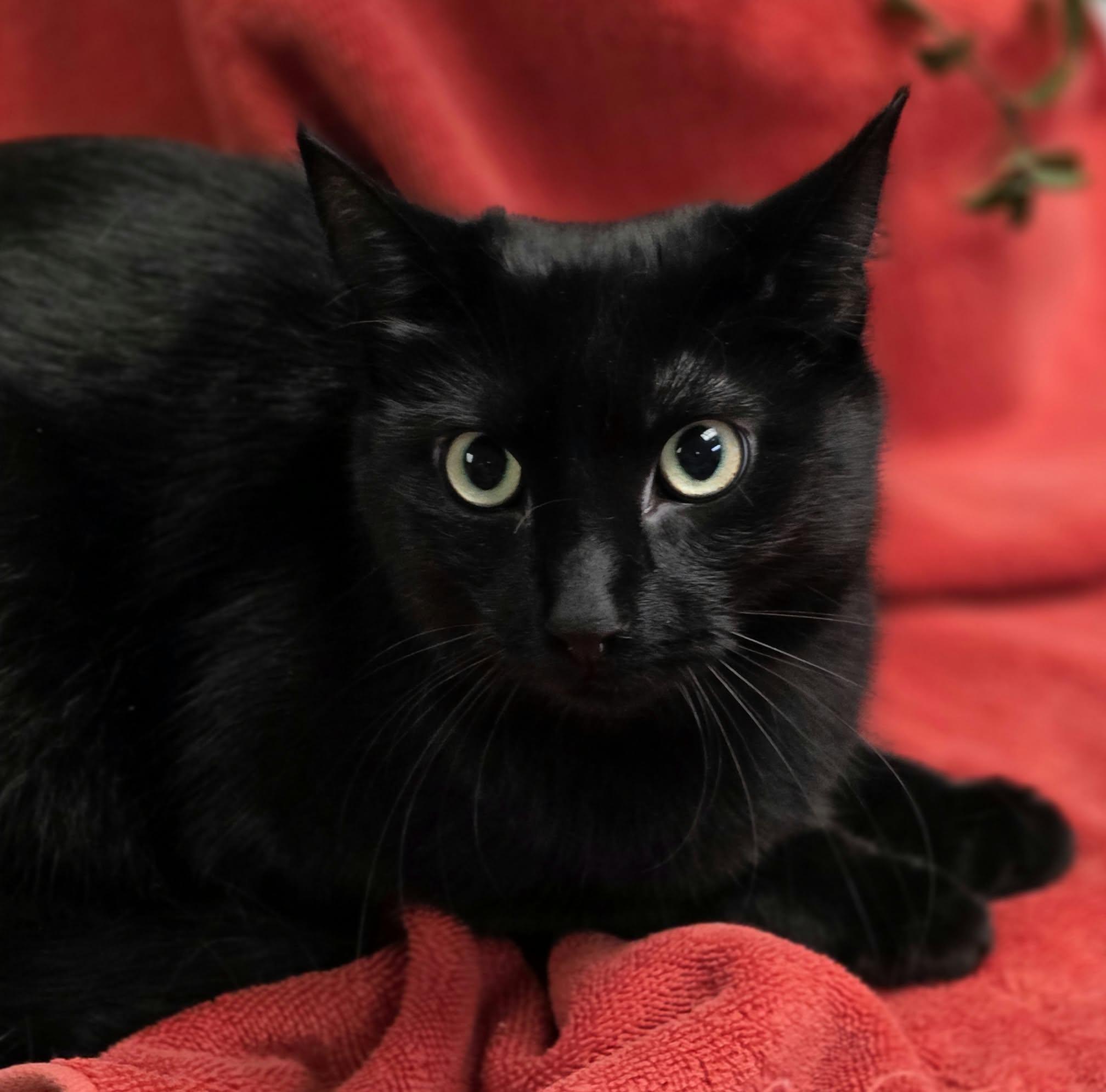 Enlarge Scream, a Adopted Domestic Short Hair in Merrillville, IN image 4/5