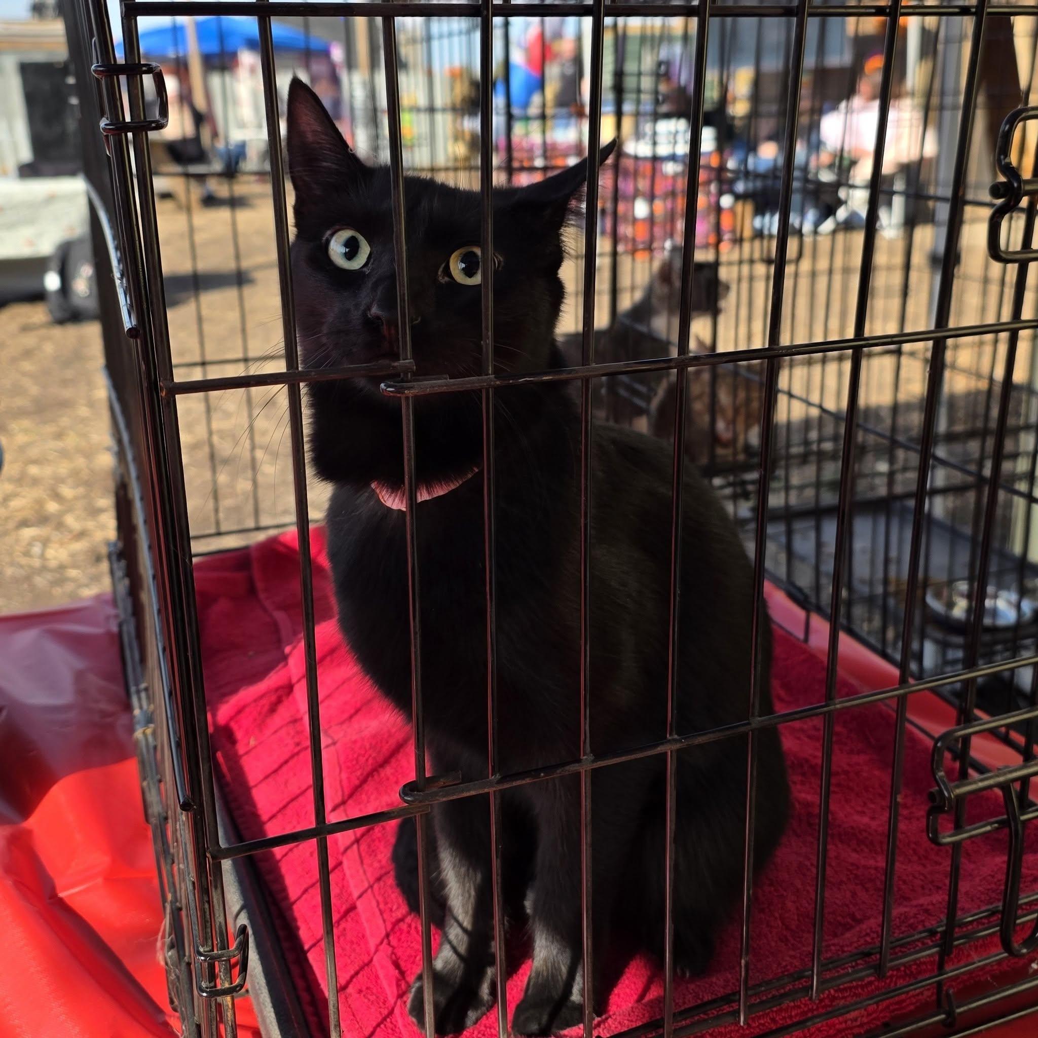 Enlarge Scream, a Adopted Domestic Short Hair in Merrillville, IN image 5/5