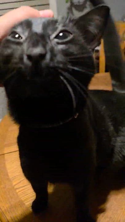 Enlarge Scream, a Adopted Domestic Short Hair in Merrillville, IN video 2/5