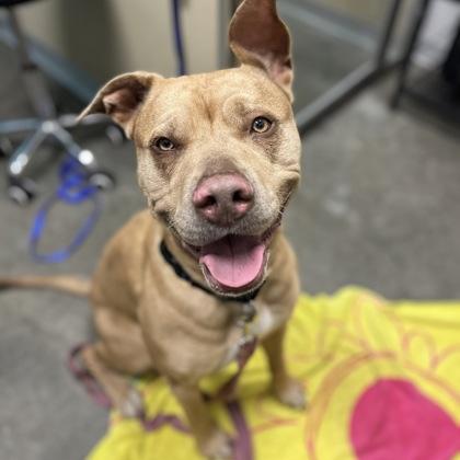 Billie, Adoptable, Young Female Mixed Breed & Mixed Breed.