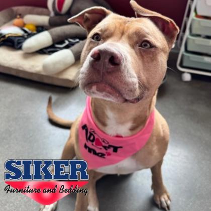 Billie, Adoptable, Young Female Mixed Breed & Mixed Breed.