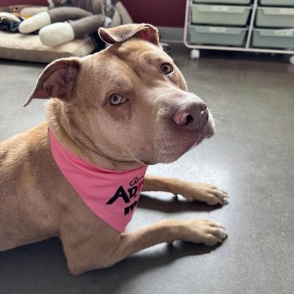 Billie, a Adoptable mixed breed in Janesville, WI image 2/3