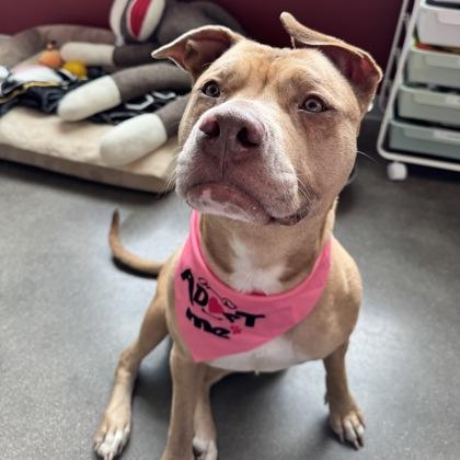 Enlarge Billie, a Adoptable mixed breed in Janesville, WI image 3/3