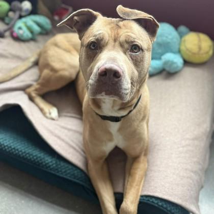 Billie, a Adoptable mixed breed in Janesville, WI image 3/3