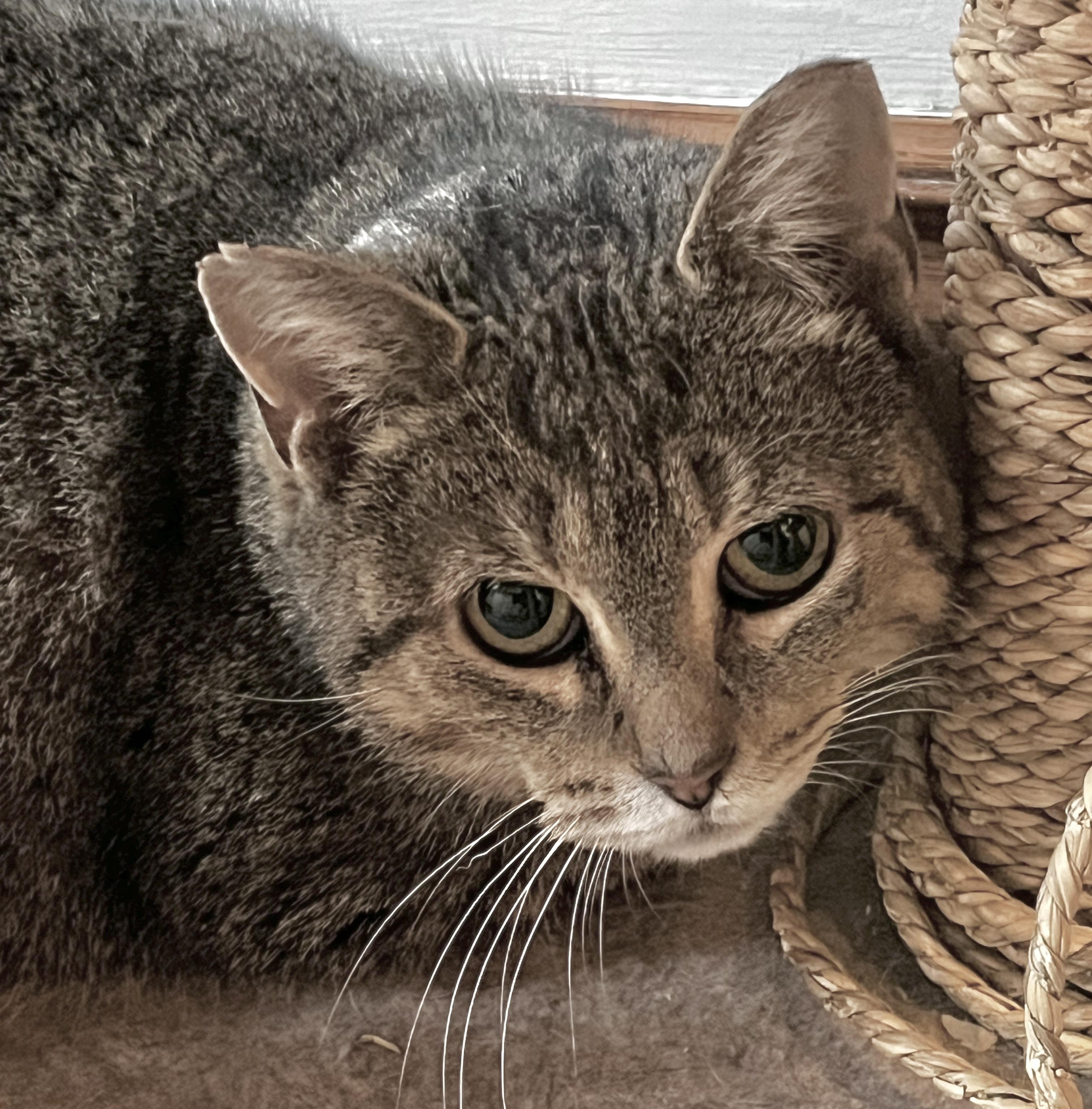 Kara, an adoptable mixed breed in Toronto, ON image 1/4