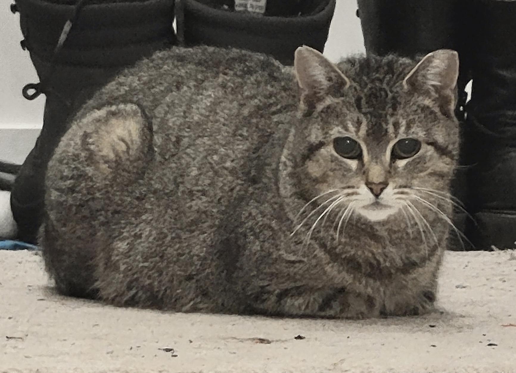 Kara, an adoptable mixed breed in Toronto, ON image 3/4