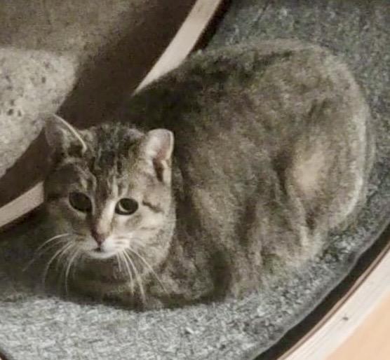 Kara, adoptable, Young Female Tabby & Domestic Short Hair.