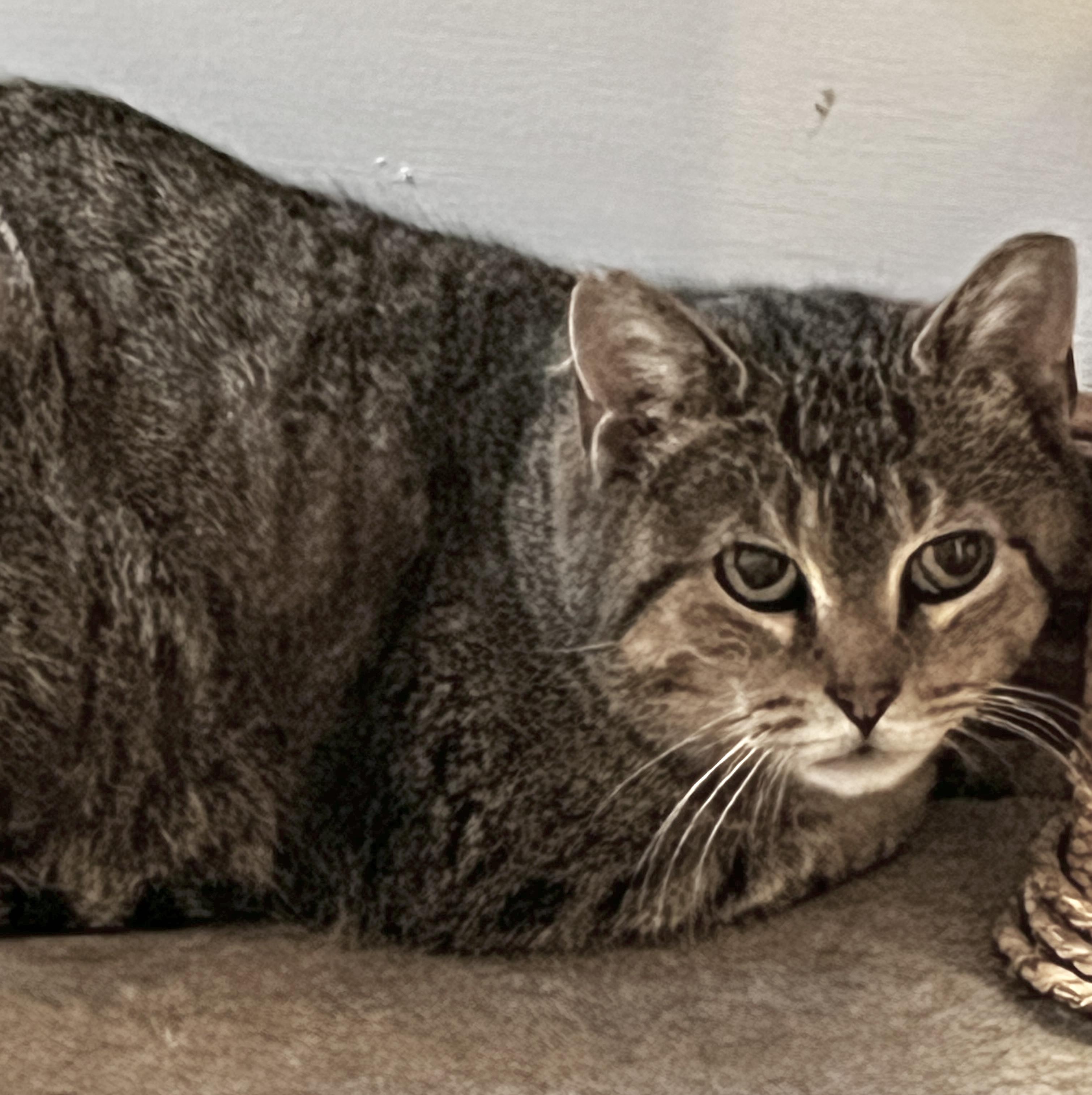 Kara, an adoptable mixed breed in Toronto, ON image 2/4