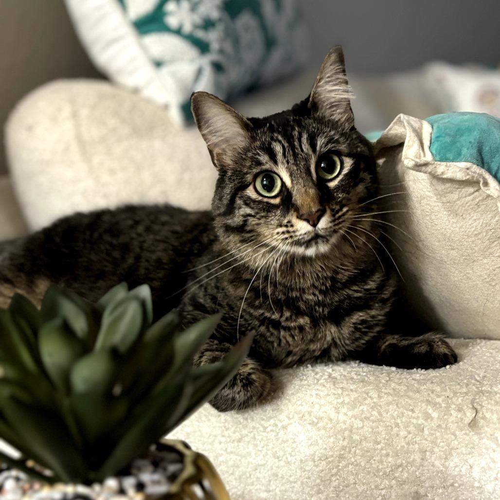 Poppie, a Adoptable Domestic Long Hair in Denver, CO image 1/5