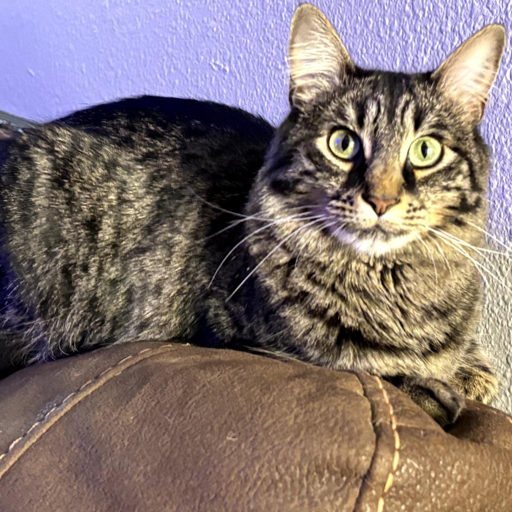 Poppie, a Adoptable Domestic Long Hair in Colorado Springs , CO image 1/5