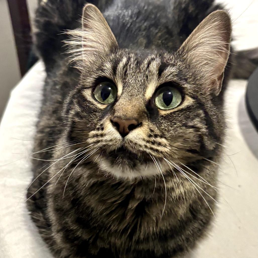 Poppie, a Adoptable Domestic Long Hair in Colorado Springs , CO image 2/5