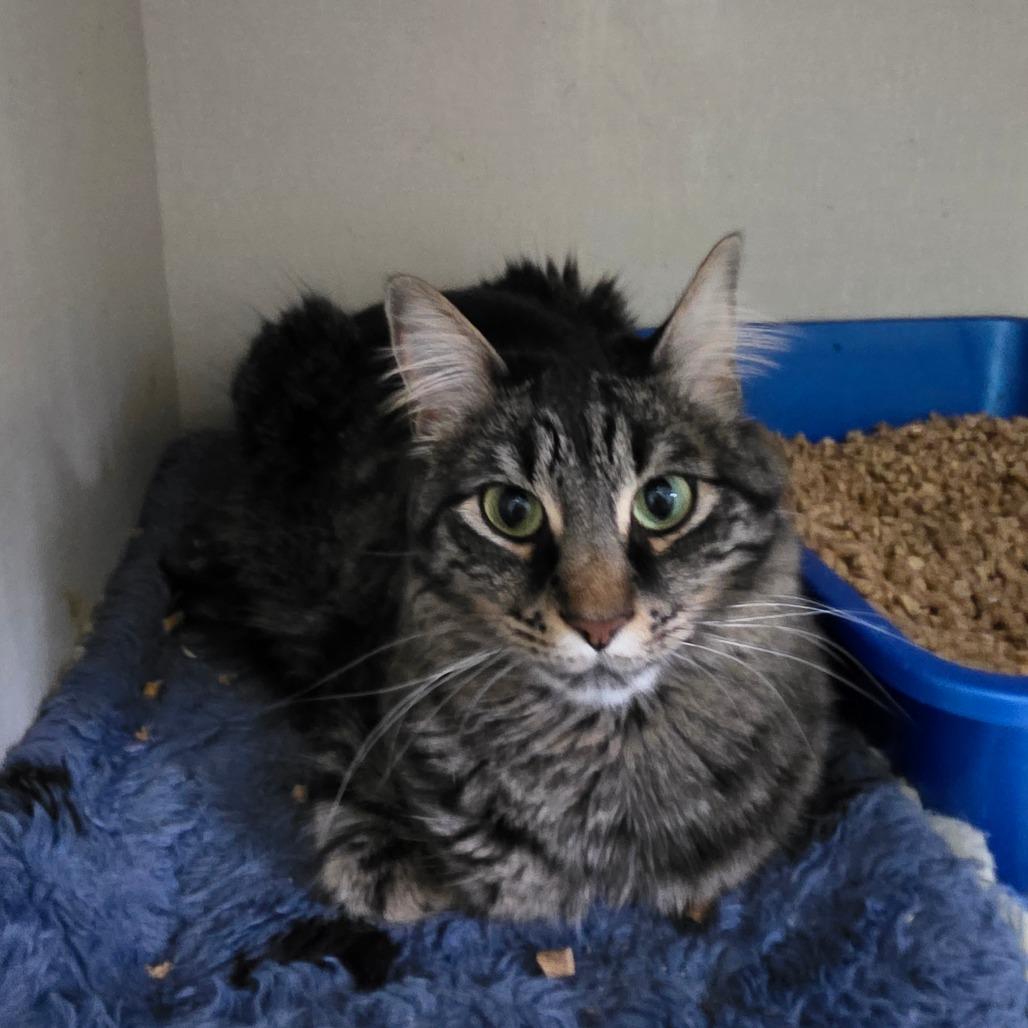 Poppie, a Adoptable Domestic Long Hair in Colorado Springs , CO image 3/5