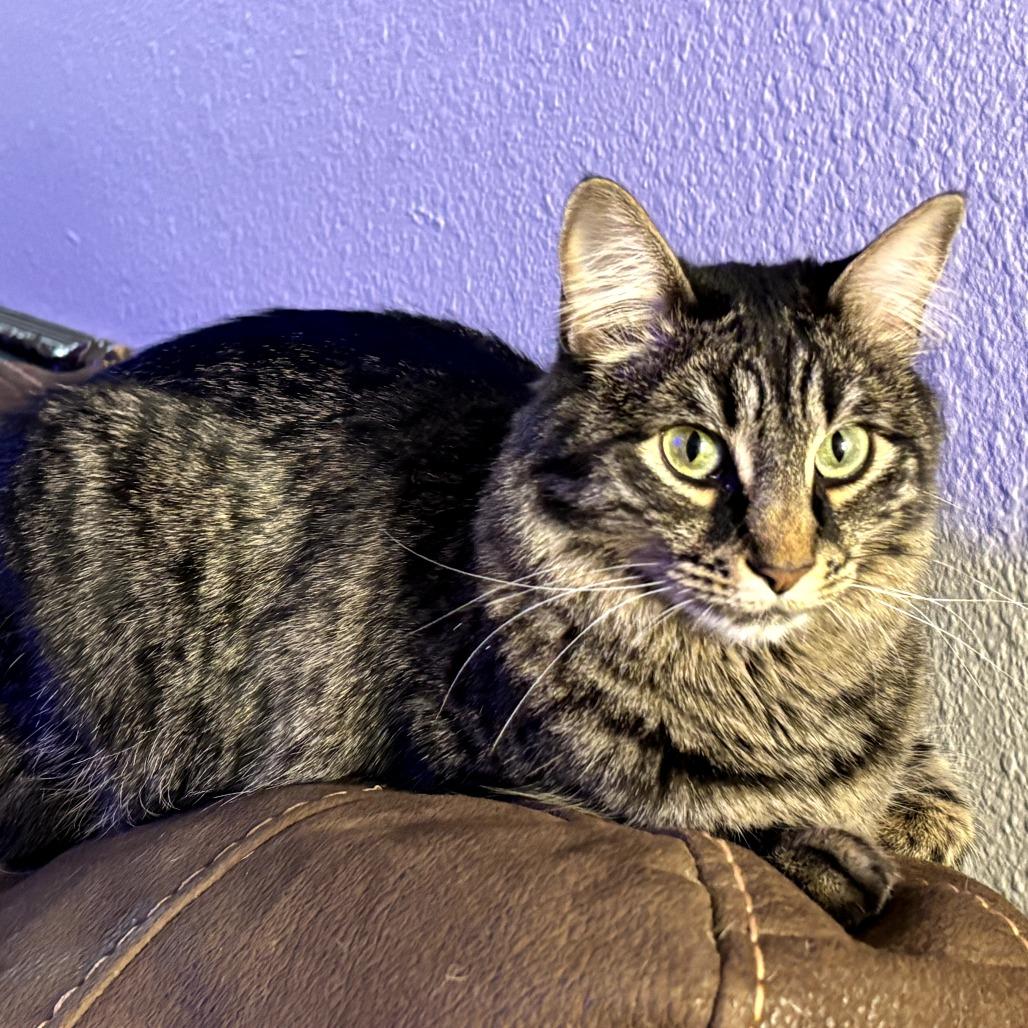 Poppie, a Adoptable Domestic Long Hair in Colorado Springs , CO image 4/5