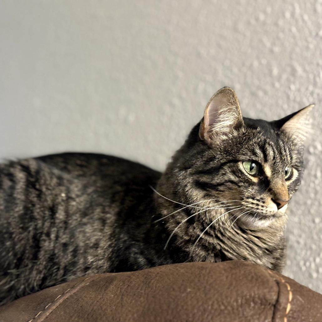 Poppie, a Adoptable Domestic Long Hair in Colorado Springs , CO image 5/5