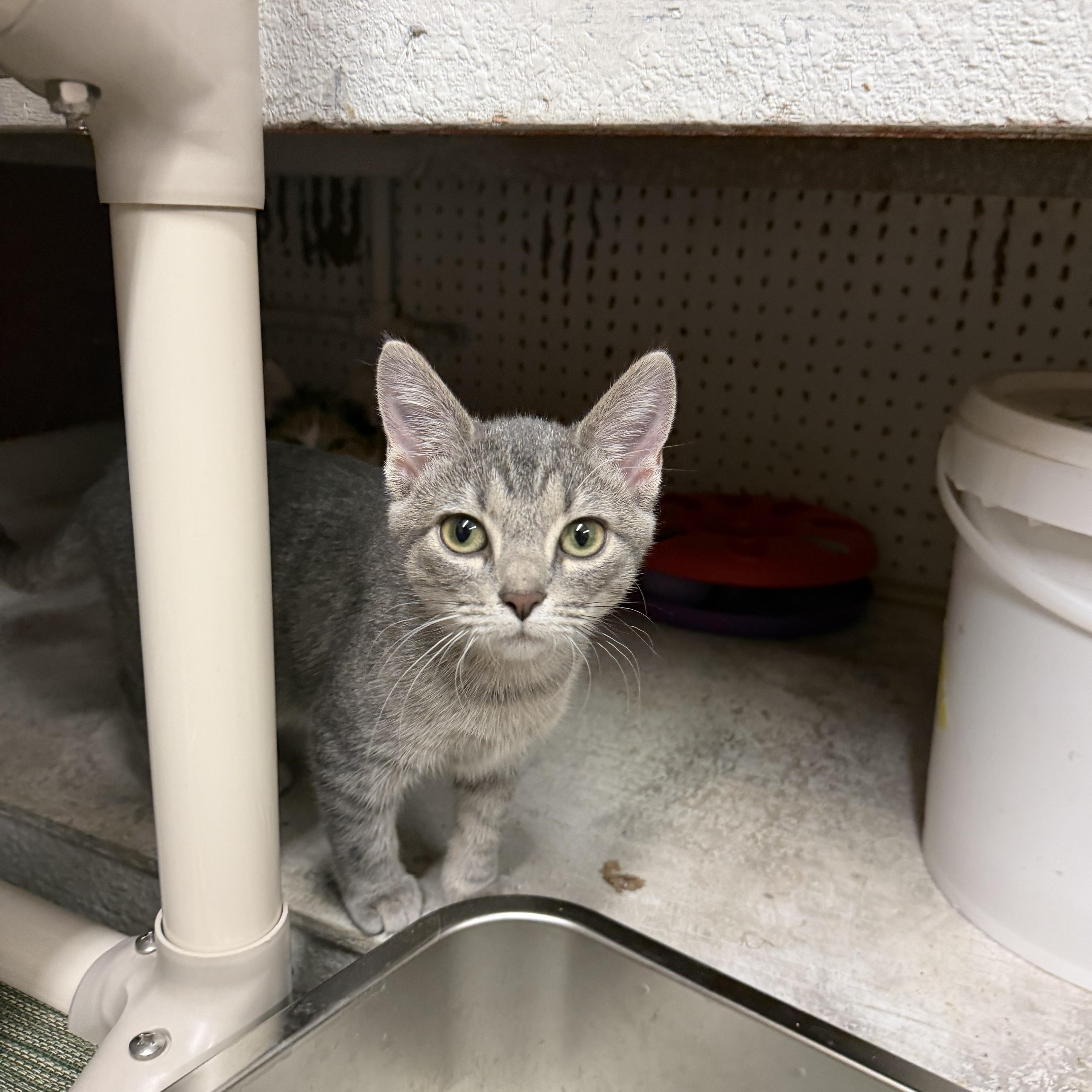 Enlarge Lil Trout, a Adoptable Domestic Short Hair in Mauston, WI image 1/1