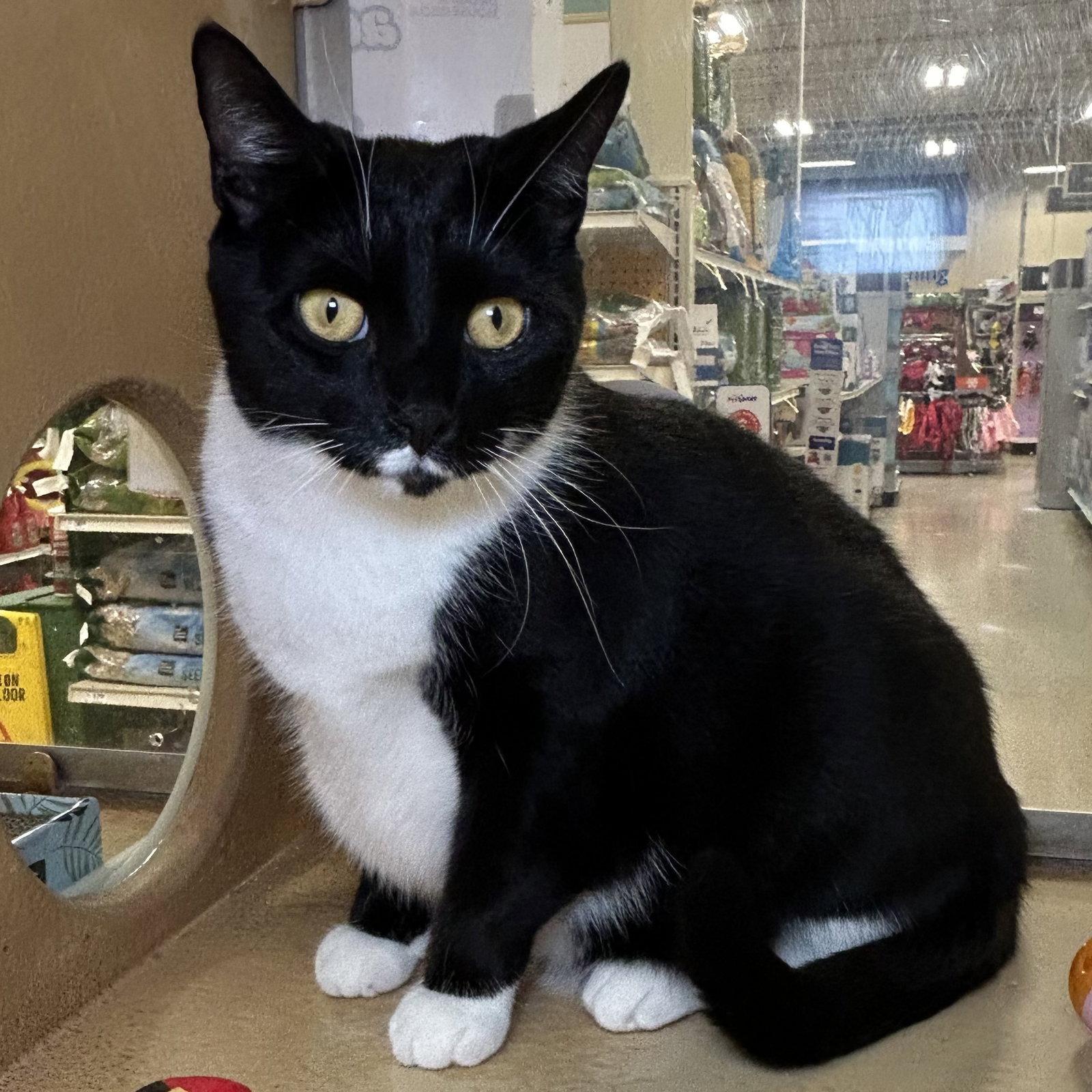 Enlarge Madam President 2026, a Adoptable mixed breed in Norwood, OH image 1/3
