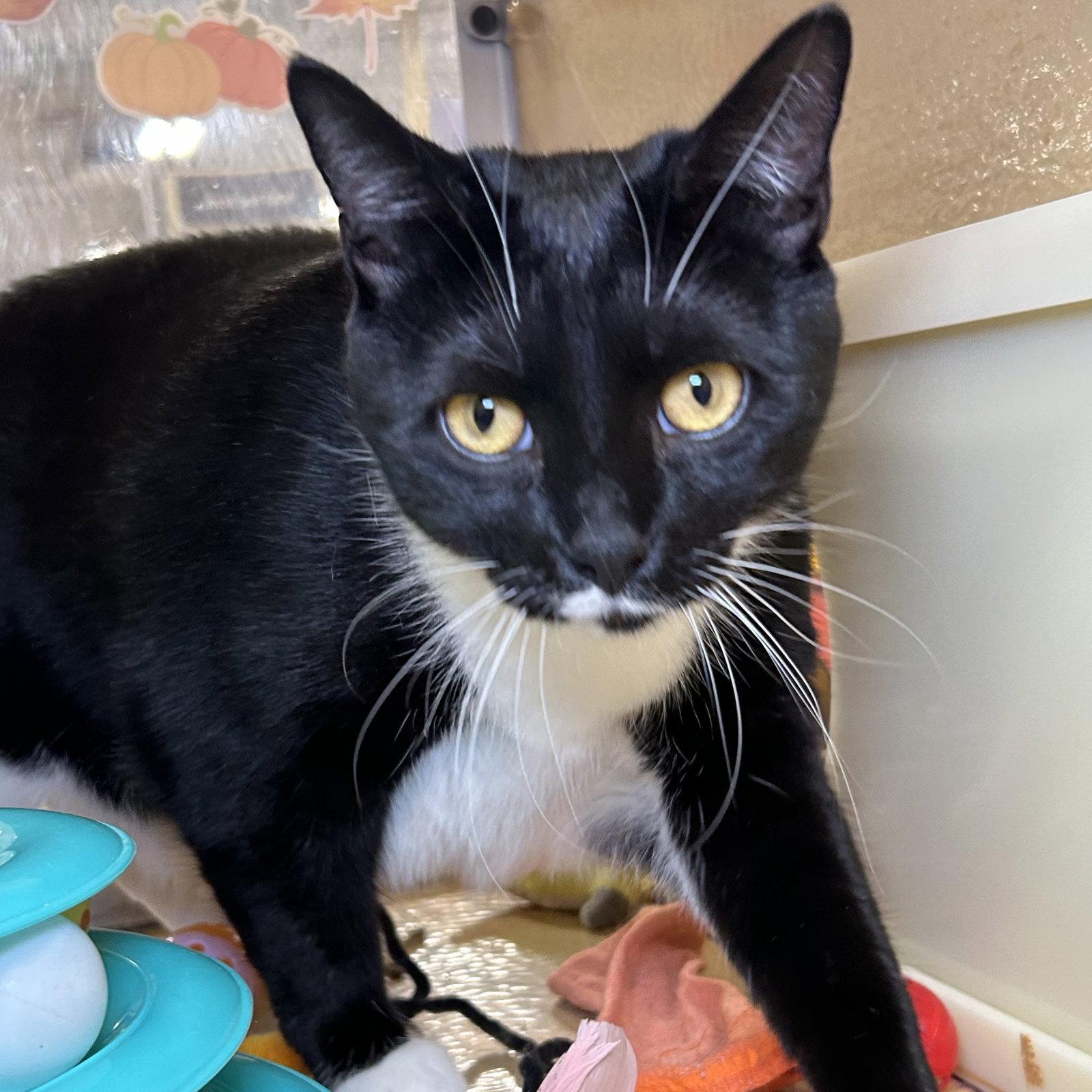 Enlarge Madam President 2026, a Adoptable mixed breed in Norwood, OH image 2/3