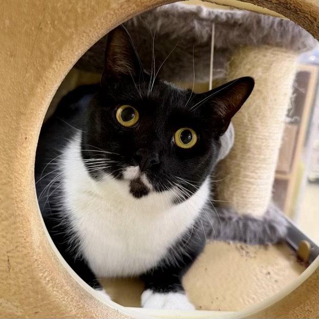 Enlarge Madam President 2026, a Adoptable mixed breed in Norwood, OH image 3/3