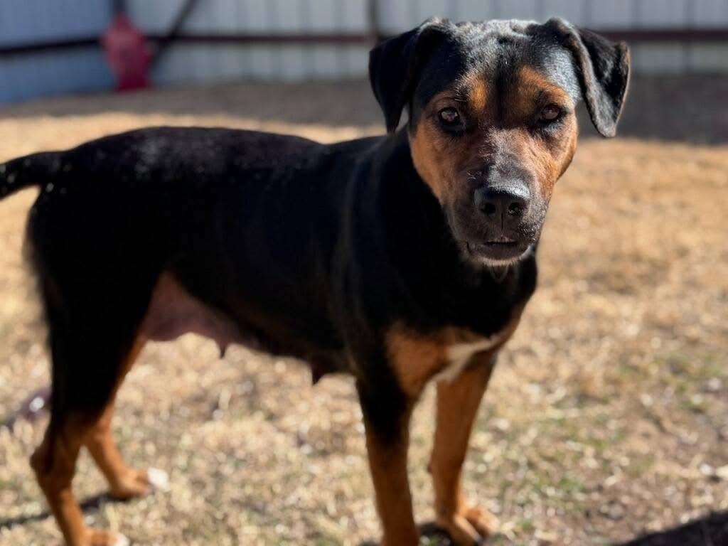 Mama, a ADOPTABLE mixed breed in Mingus, TX image 3/5