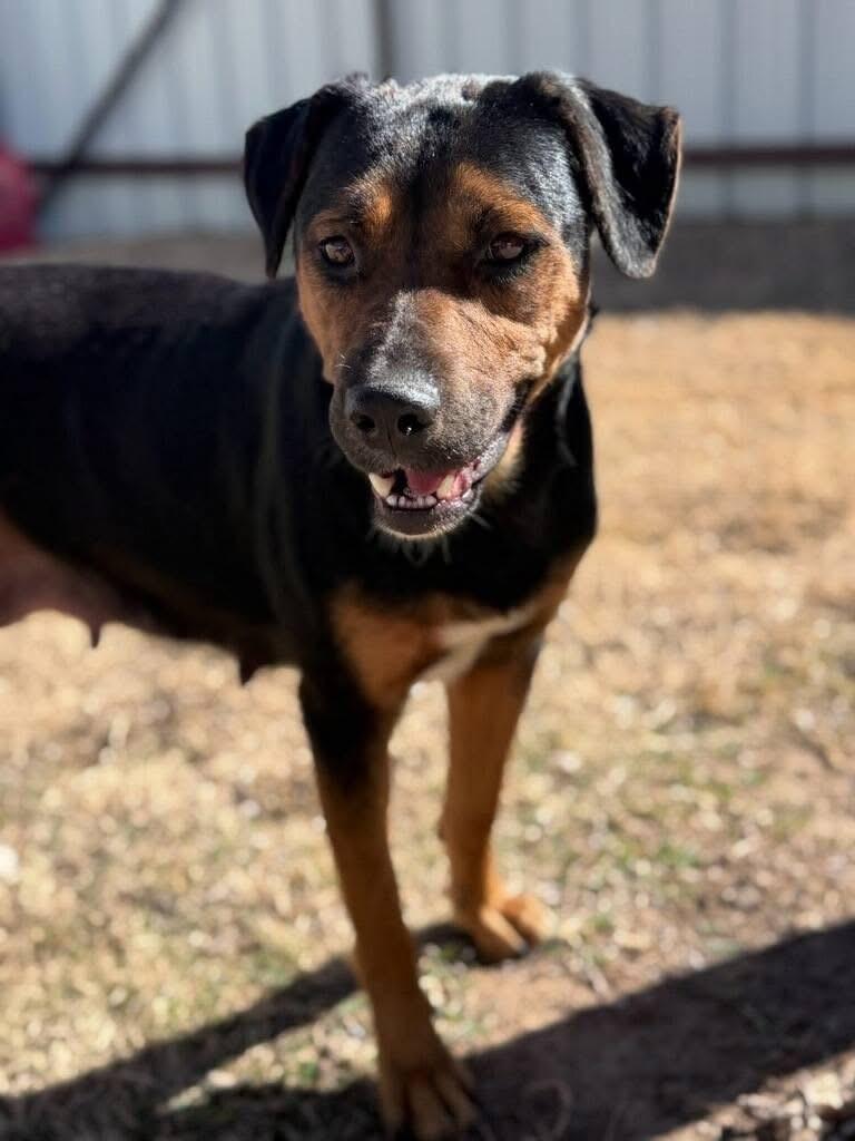 Mama, a ADOPTABLE mixed breed in Mingus, TX image 2/5