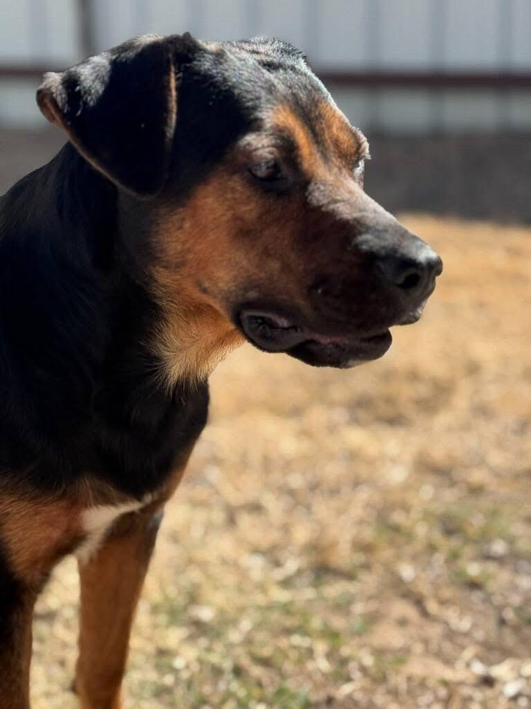 Mama, a ADOPTABLE mixed breed in Mingus, TX image 5/5