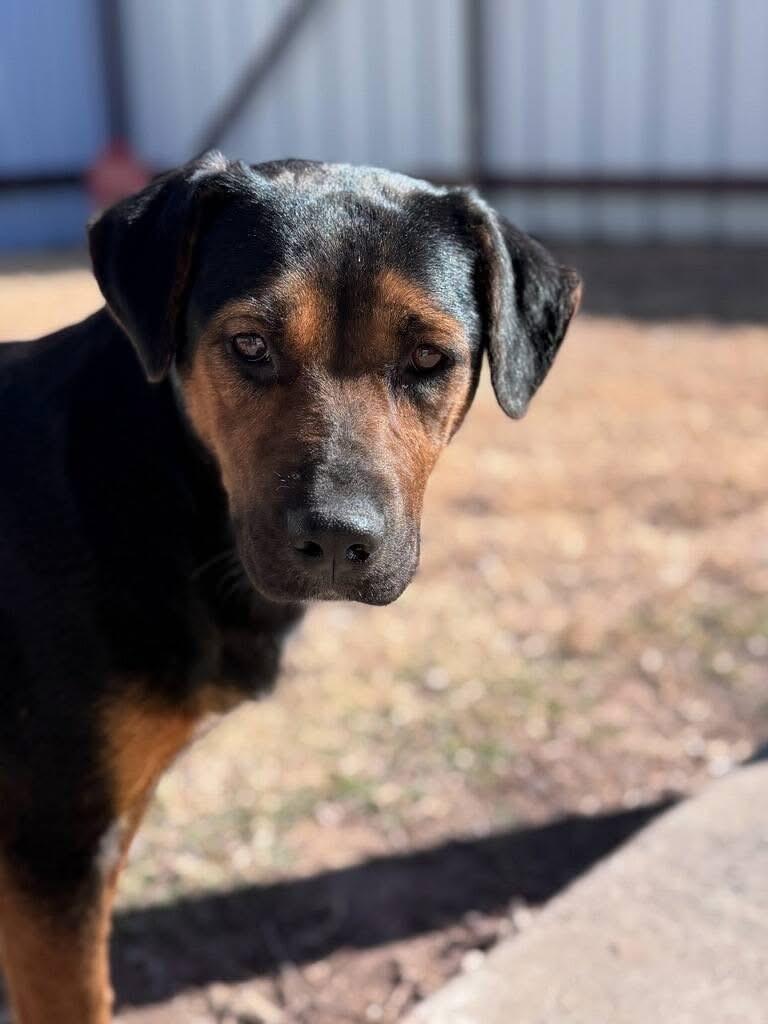 Mama, a ADOPTABLE mixed breed in Mingus, TX image 4/5