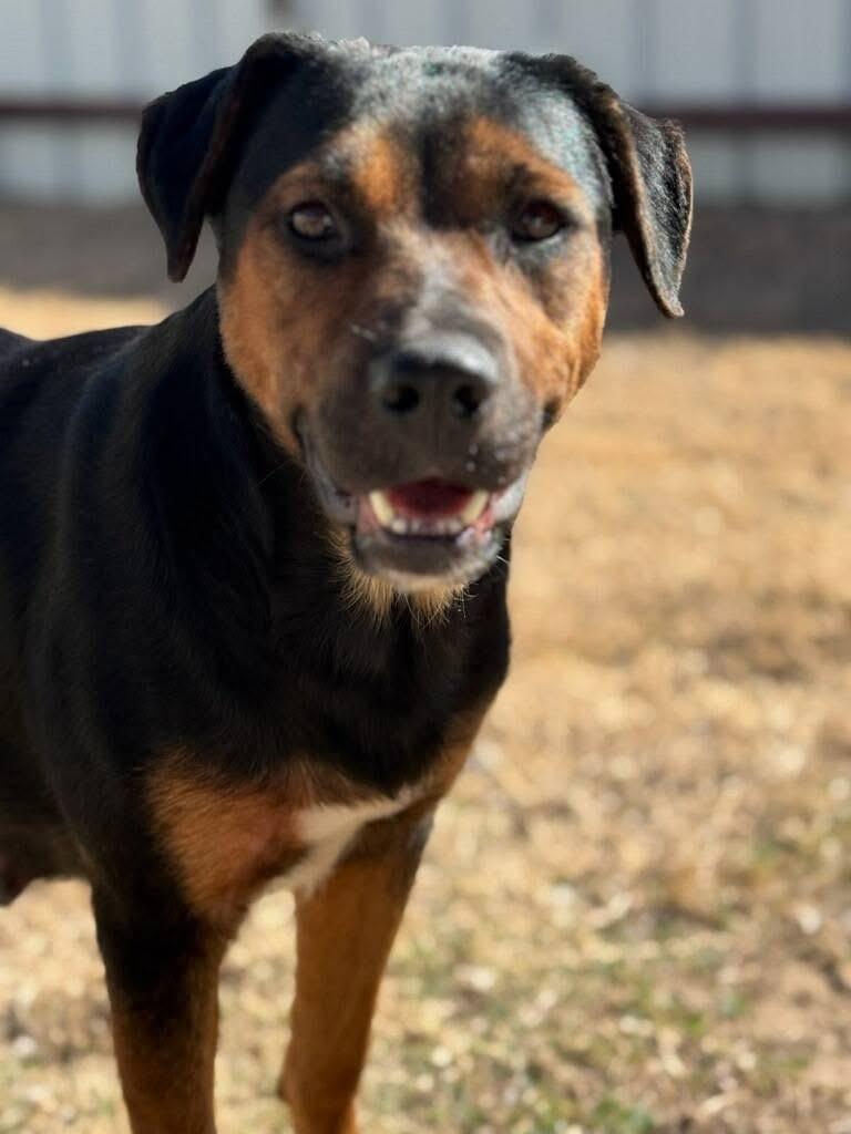 Mama, a ADOPTABLE mixed breed in Mingus, TX image 1/5