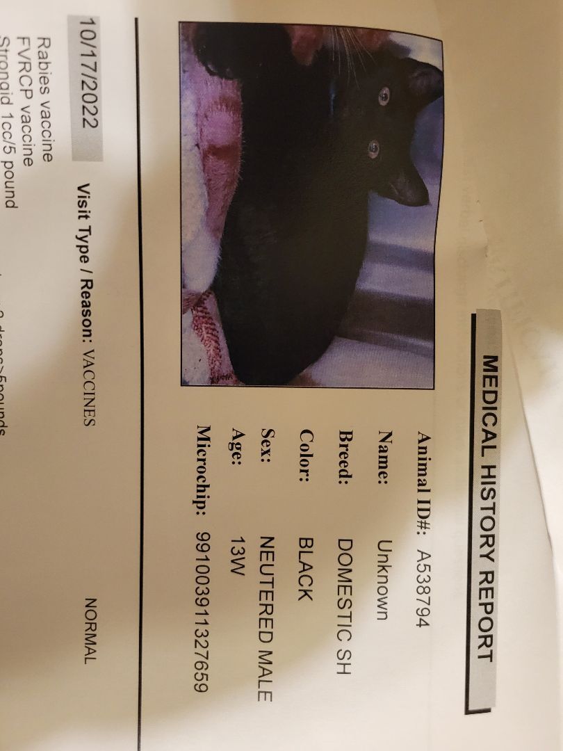 Enlarge Sparky 2, a Adopted Tuxedo in Hartselle, AL image 1/2