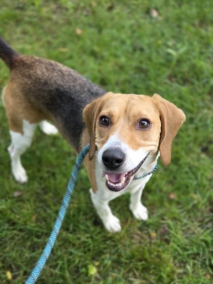 Chuga Chuga Ruru, Adoptable, Young Female Beagle & Mixed Breed.