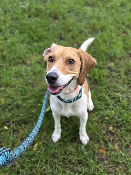 Enlarge Chuga Chuga Ruru, a Adoptable mixed breed in Westland, MI image 2/3