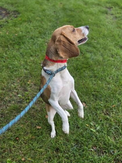 Enlarge Chuga Chuga Ruru, a Adoptable mixed breed in Westland, MI image 3/3