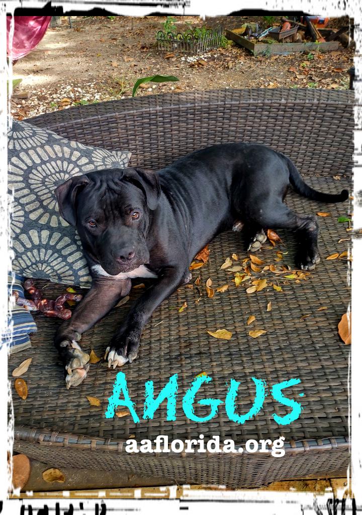 Angus, Adopted, Young Male Mastiff.