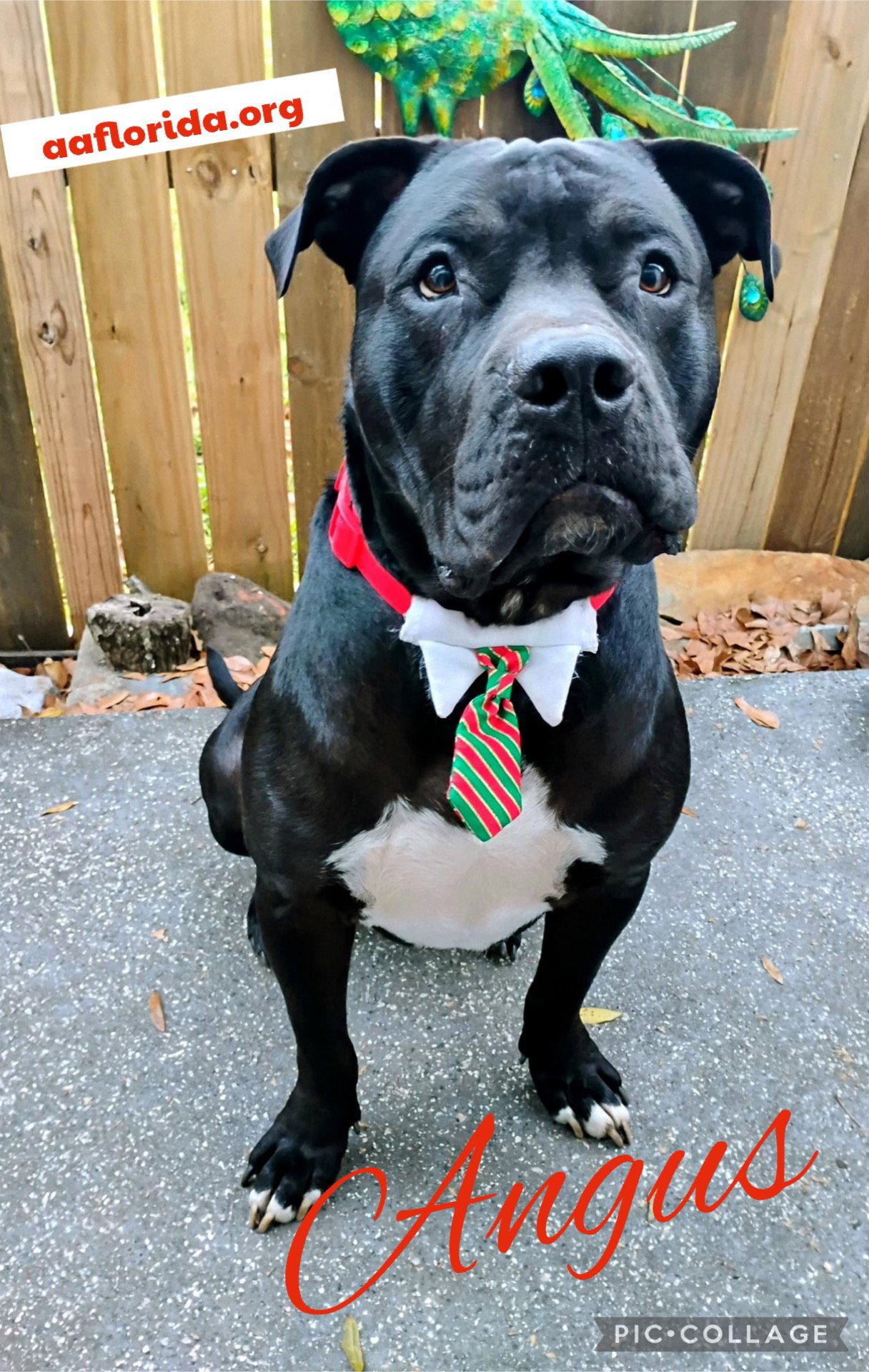 Angus, a Adopted Mastiff in Pensacola, FL image 2/3