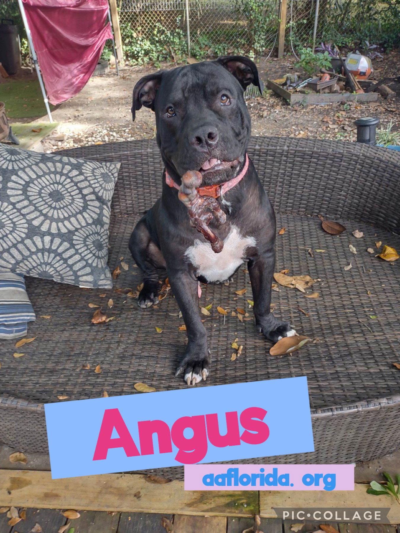 Angus, a Adopted Mastiff in Pensacola, FL image 3/3