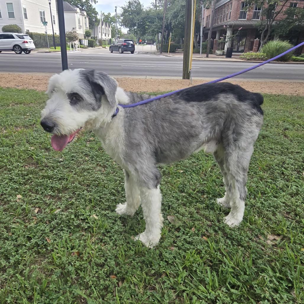 Mickey, a Adoptable mixed breed in Houston, TX image 1/4