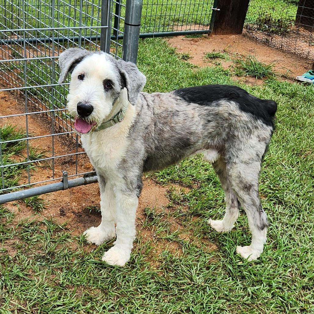 Mickey, a Adoptable mixed breed in Houston, TX image 2/4