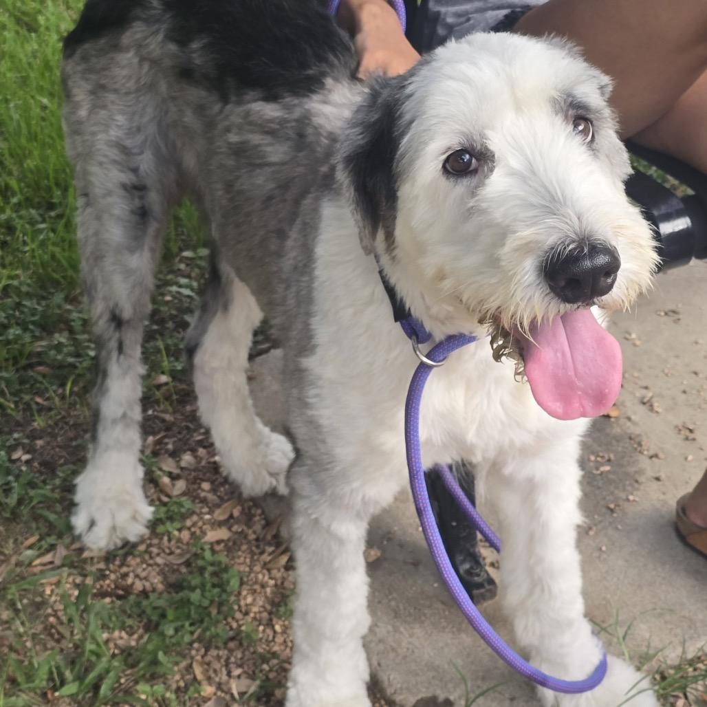 Mickey, a Adoptable mixed breed in Houston, TX image 3/4