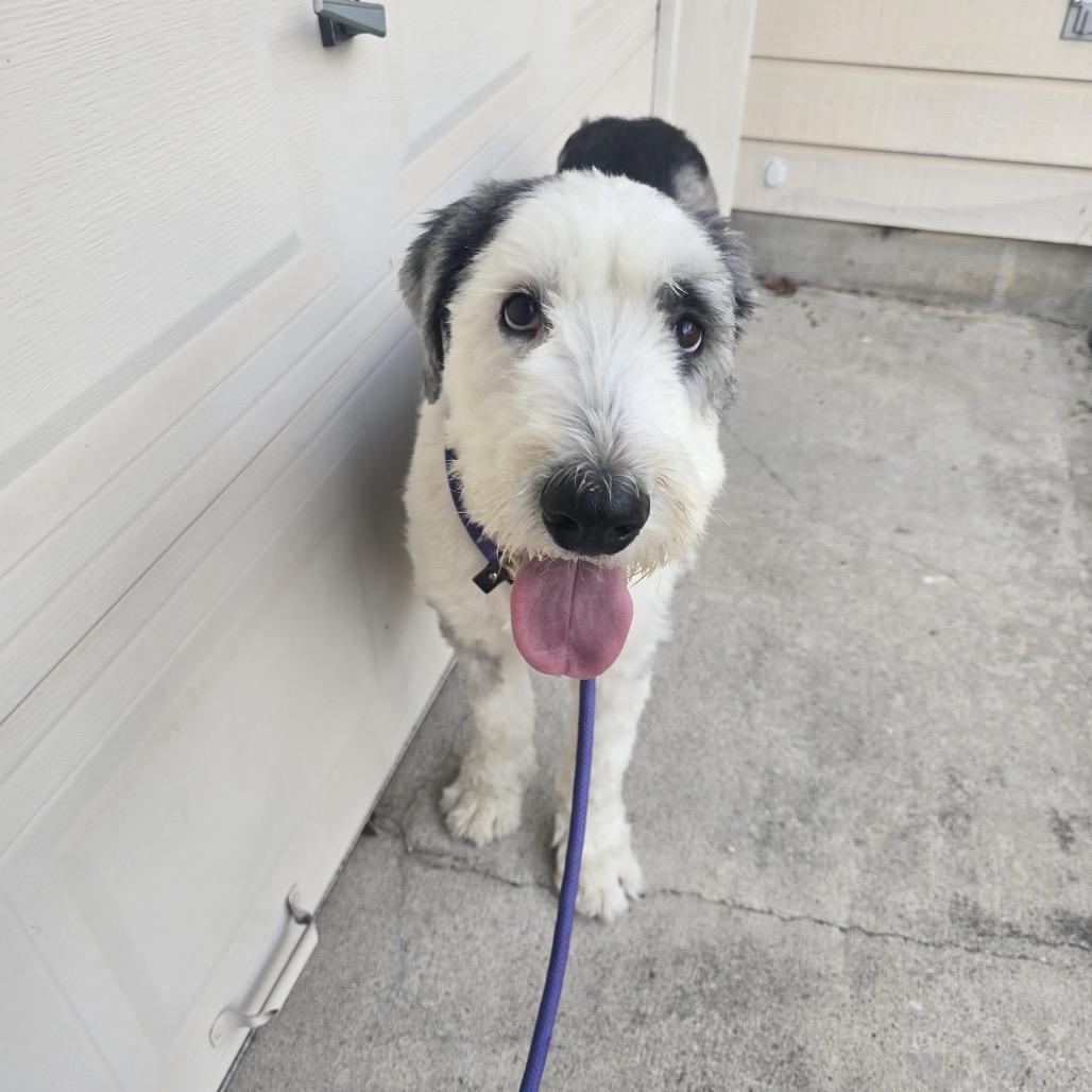 Mickey, a Adoptable mixed breed in Houston, TX image 4/4